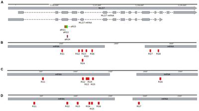 DNA-Free Genetically Edited Grapevine and Apple Protoplast Using CRISPR/Cas9 Ribonucleoproteins